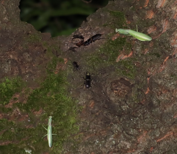 団地前のクヌギ_4m上右の幹別れ部_コクワガタ4♂、ハラビロカマキリ1♂1♀ 2021年8月23日 19時15分頃 気温28度